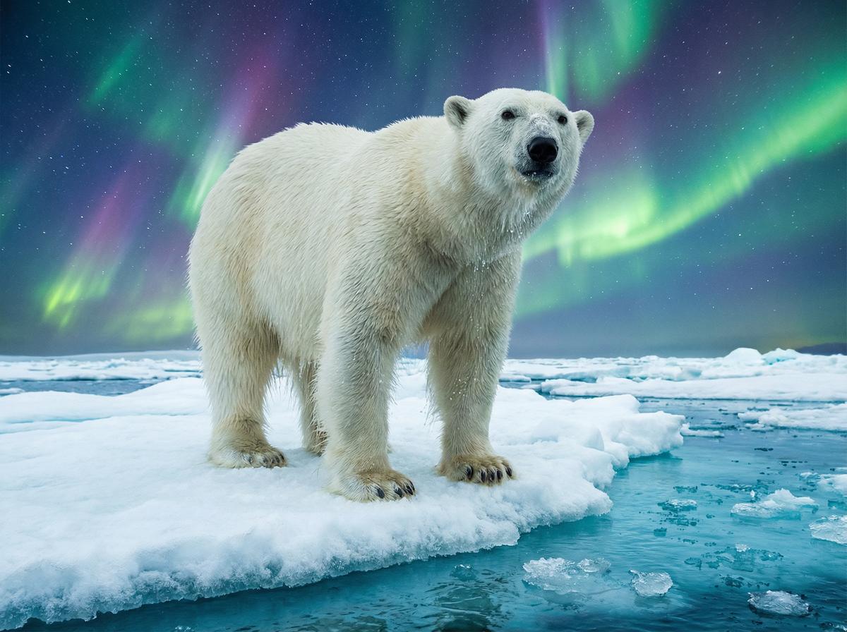 里番网北极熊视频